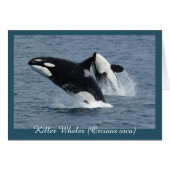 Orca Killer Whales Breaching Personalized (Front Horizontal)