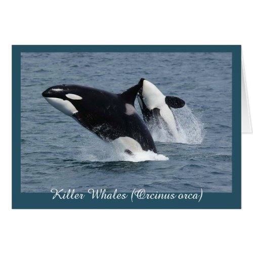 Orca Killer Whales Breaching Personalized