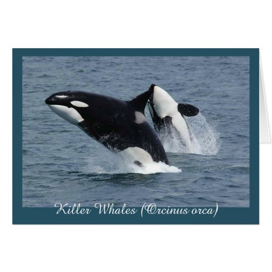 Orca Killer Whales Breaching Personalized Cards (Front Horizontal)