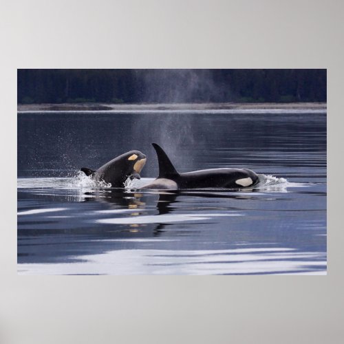 Orca  Killer Whales Breaching Poster