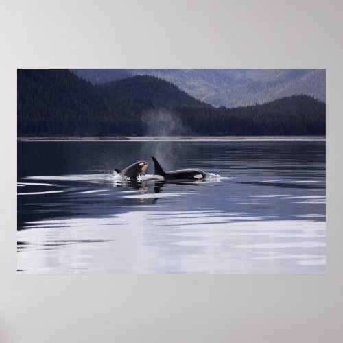 Orca  Killer Whales Breaching Poster