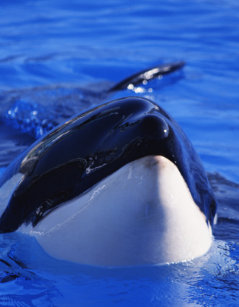 orca whale jigsaw puzzles zazzle