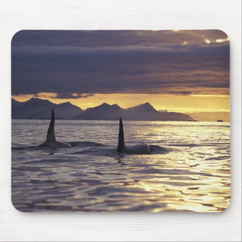 Orca or Killer whales Mouse Pad