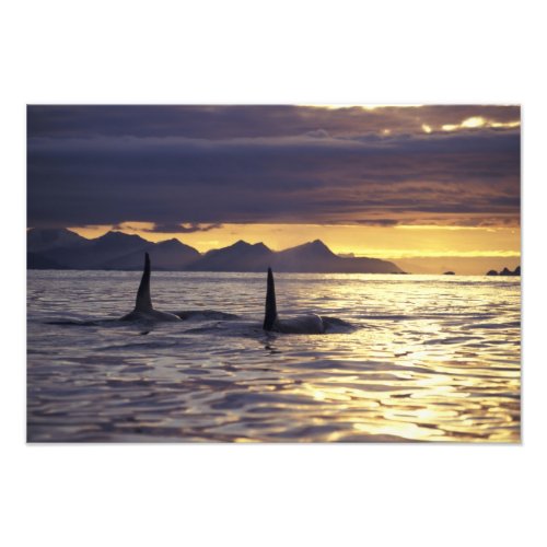 Orca or Killer whales Photo Print