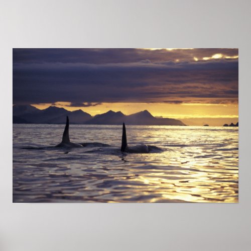 Orca or Killer whales Poster