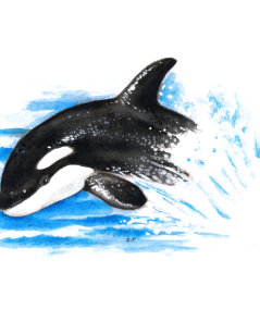 orca whale jigsaw puzzles zazzle