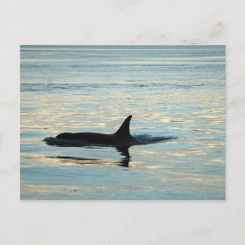 Orca Silhouette Postcard by OrcaWatcher at Zazzle