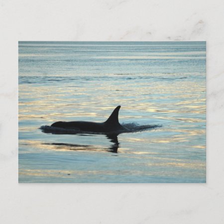 Orca Silhouette Postcard