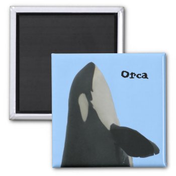 Orca Spyhop Magnet by OrcaWatcher at Zazzle