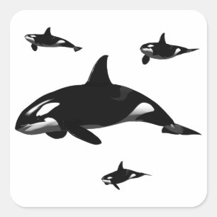Orca Square Sticker