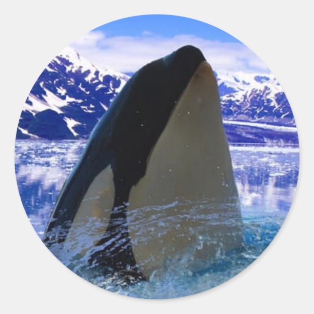 Orca Sticker/Seals Classic Round Sticker (Front)