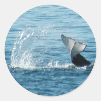 Orca Tail Slap Stickers by OrcaWatcher at Zazzle