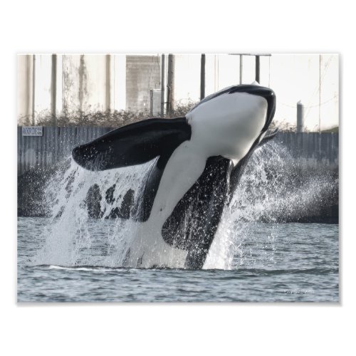 Orca Thor T046E Guemes Chanel Photo Print