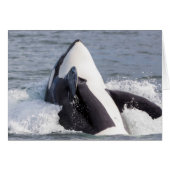 Orca whale breaching (Front Horizontal)
