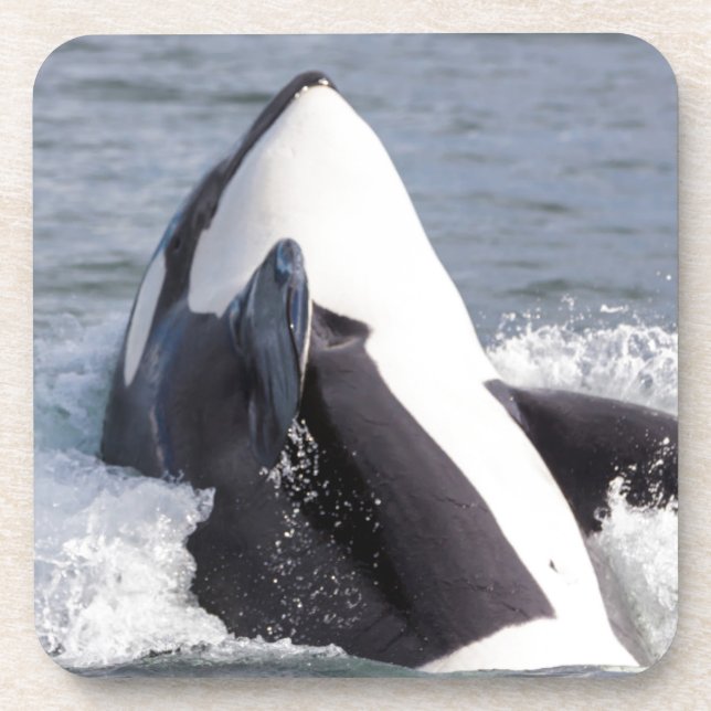 Orca whale breaching beverage coaster (Front)