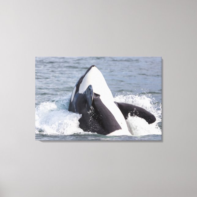 Orca whale breaching canvas print (Front)