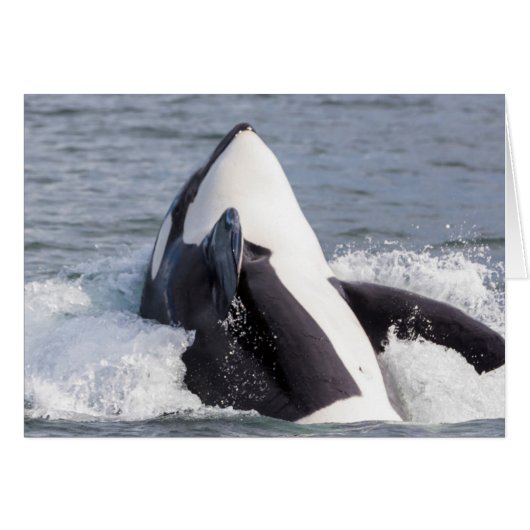 Orca whale breaching cards (Front Horizontal)