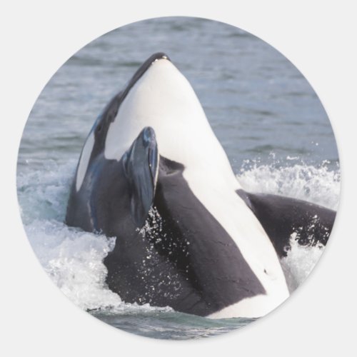 Orca whale breaching classic round sticker