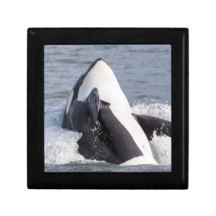 Orca whale breaching jewelry box
