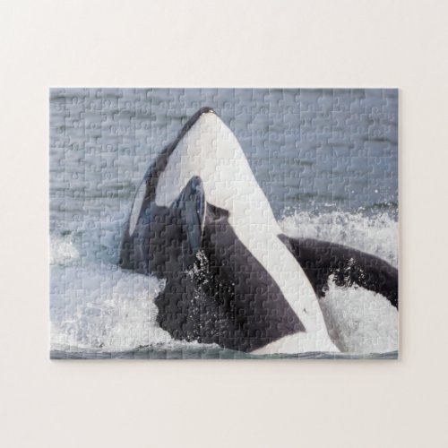 Orca whale breaching jigsaw puzzle