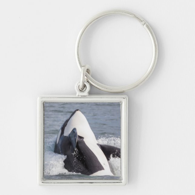 Orca whale breaching keychain (Front)