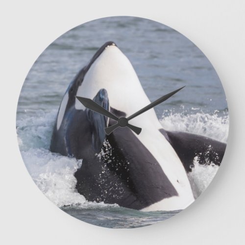 Orca whale breaching large clock