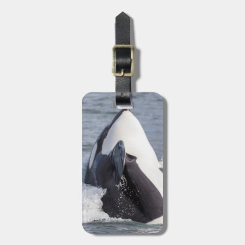 Orca whale breaching luggage tag