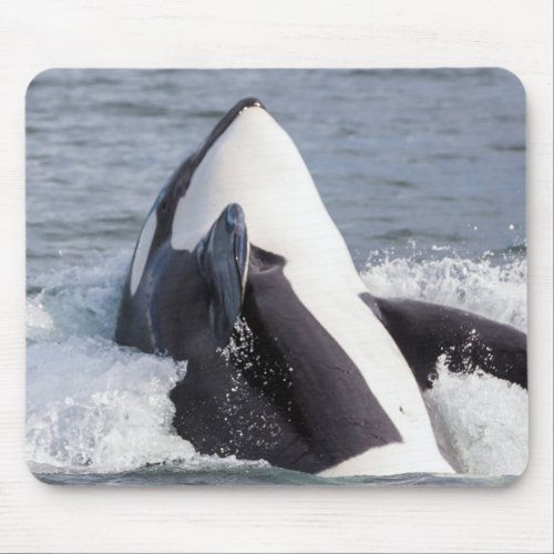 Orca whale breaching mouse pad