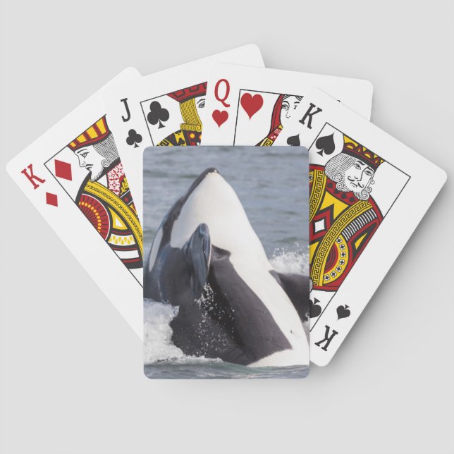 Orca whale breaching poker cards (Back)