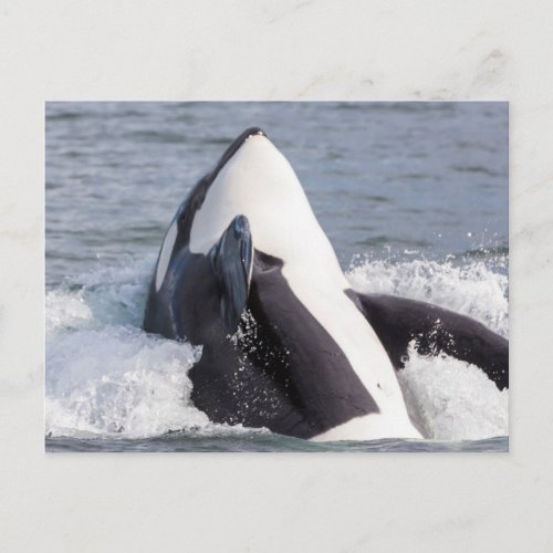 Orca whale breaching postcard