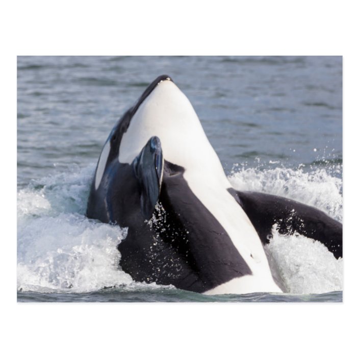 Orca Whale Breaching Postcard | Zazzle.com