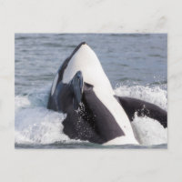 Orca whale breaching