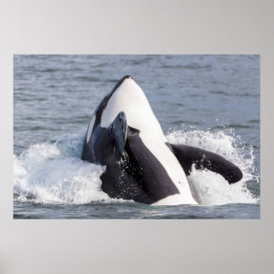 Orca whale breaching poster