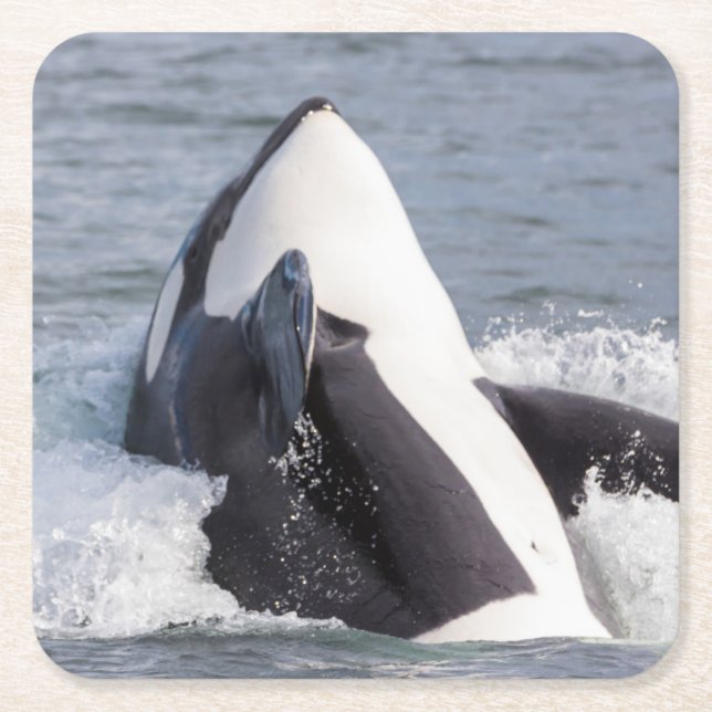 Orca whale breaching square paper coaster (Front)