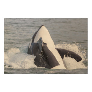 Orca whale breaching wood wall decor