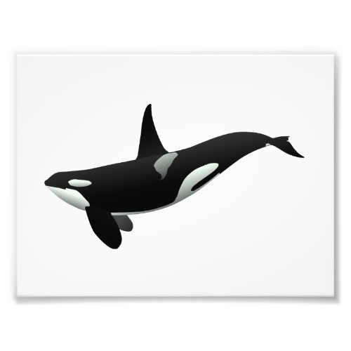 Orca whale illustration _ Choose background color Photo Print
