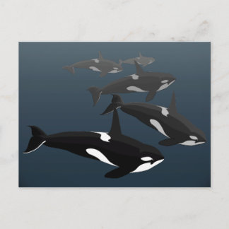 Orca Whale Postcards Custom Killer Whale Art Cards
