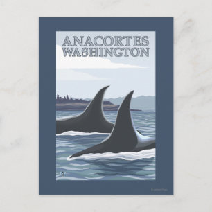 Orca Whales #1 - Anacortes, Washington Postcard