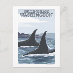 Orca Whales #1 - Bellingham, Washington Postcard