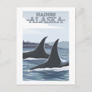 Orca Whales #1 - Haines, Alaska Postcard