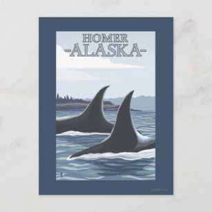 Orca Whales #1 - Homer, Alaska Postcard