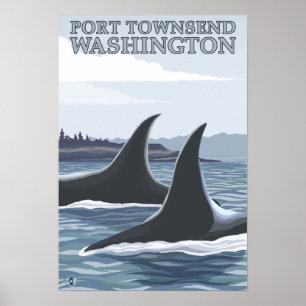 Orca Whales #1 - Port Townsend, Washington Poster