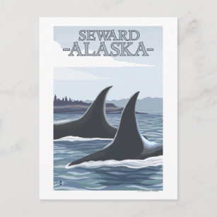 Orca Whales #1 - Seward, Alaska Postcard