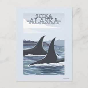 Orca Whales #1 - Sitka, Alaska Postcard