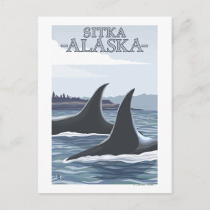 Orca Whales #1 - Sitka, Alaska Postcard