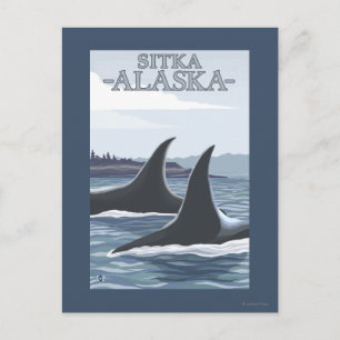 Orca Whales #1 - Sitka, Alaska Postcard