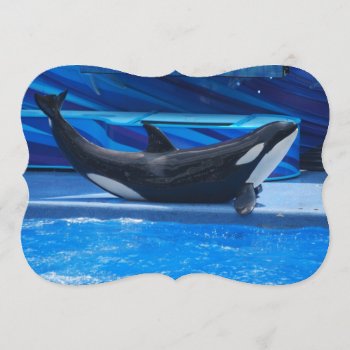 Orca Whales Invitation by WildlifeAnimals at Zazzle