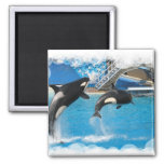 Orca Whales Magnet