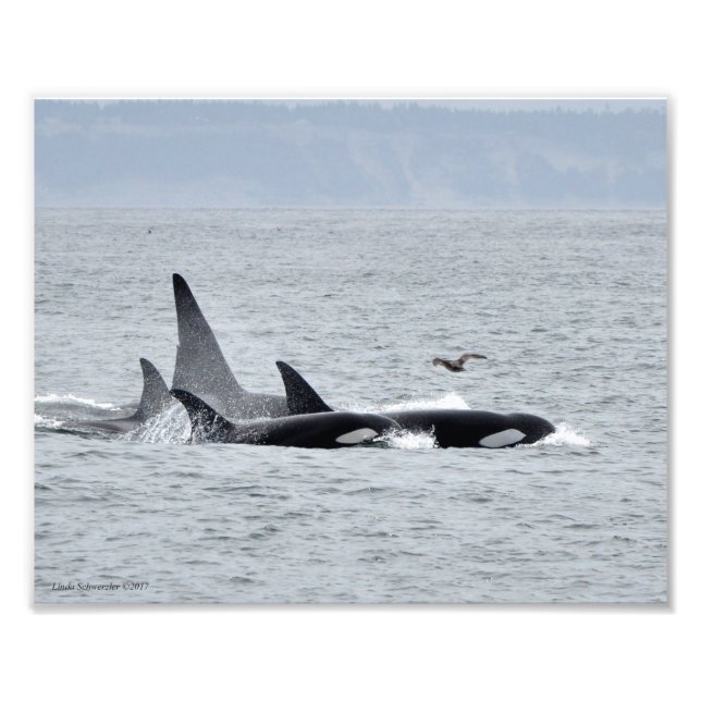 Orca Whales! Photo Print (Front)