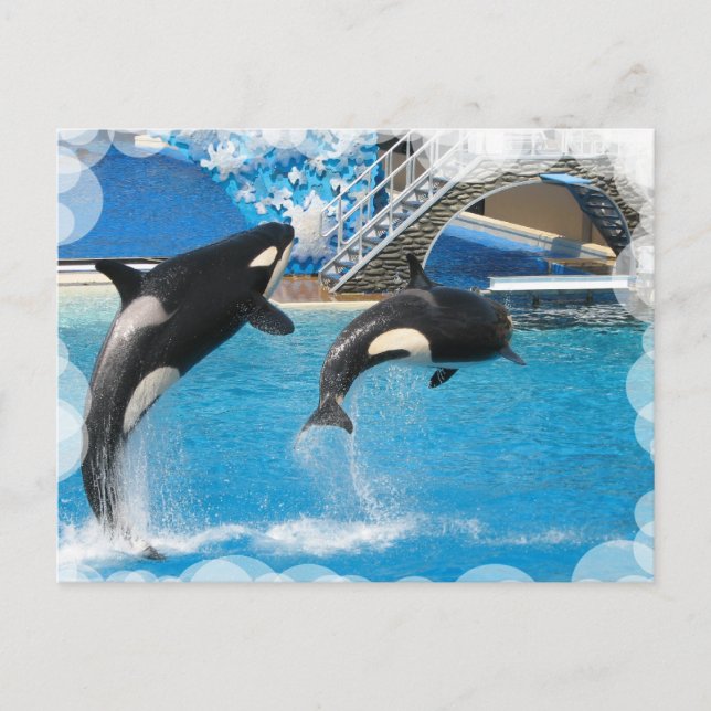 Orca Whales Postcard (Front)